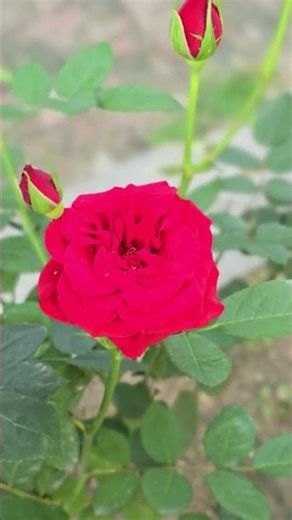 english hybrid rose . #flowers #red #rose #hybrid #plants #grafting