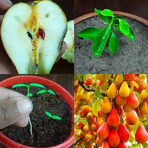 How to Germinate Pear Tree From Seeds Quickly and Easily - Grow Pear Tree | Dian Creative