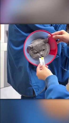 Cats vs The Vet: Pure Chaos Caught on Camera