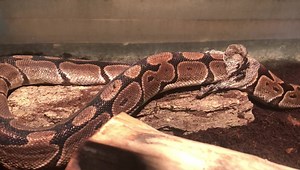 2K views · 95 reactions | Wilson, one of our Ball Pythons, can be...