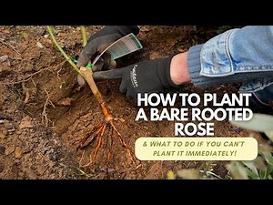 How to plant bare root roses & care for them if you can't plant them immediately 🌹 BARE ROOTED ROSES