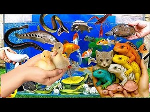 I Found Strange Ornamental Catfish, German Blue Ram, Betta Fish, Guppy Fish | Catfishing
