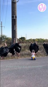 Ostrich | A group of people dressed up in black bags and pretended to be ostriches