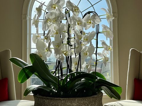 How to Make a Live Orchid Centerpiece