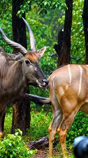 🌴💬 No Sound Needed, Just a Gentle Tail Signal