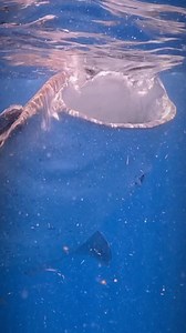 To feed, whale sharks employ a unique method called suction filter-feeding. As they swim with their mouths open, they suck in large volumes of water, along with plankton, small fish, and other microscopic organisms. These organisms get trapped in their filter pads located near their gills. . For me as a guide, It is disheartening to witness wounds on whale sharks and wonder what could have caused them. The injuries could be a result of collisions with boats, entanglement in fishing gear, or natu