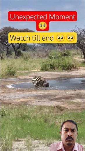 ​"Zebra vs. Crocodile: The Ultimate Great Escape! 🦓😱" ​#wildlife #nature #animals #zebra #crocodile