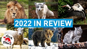 As we look back to 2022, we remember an eventful year for animals. While there was so much suffering worsened by the Ukraine War, we also saw glimmers of hope for animals around the world. From wild animals to cats and dogs in need, we helped so many lives this year, thanks to your amazing support! THANK YOU! 🙏🙏🙏 Do tell us your favourite FOUR PAWS moment in the comments. #2022 #Recap #animalwelfare #animalrescue | FOUR PAWS