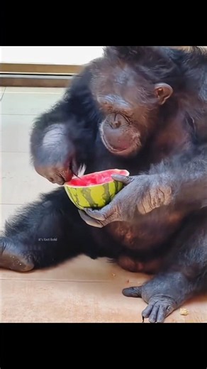 World's Smartest Chimpanzee Will Leave You Speechless! 🐵🧠 #shorts #trending #animals #viral