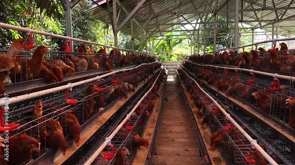 Modern domestic chicken poultry farm, with automated drinking watering system, natural background and slow pan movement