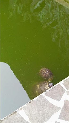 the tame turtle in the pond approaches
