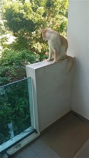 Time Machine Cats !!!! Longest Daily Cat's Story