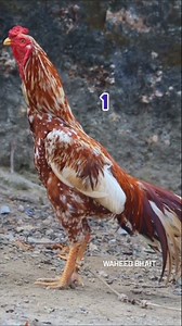 Top 7 Best Aseel Roosters #Aseelrooster #top7aseel #Gamefowl #Bestaseel #fighteraseel #poultrylover #Aseelking #viralvideos #shorts #fbreels | Waheed Bhait