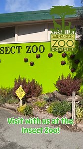 2K views · 52 reactions | March 14 is Learn About Butterflies Day! There's no better place to do this than the Insect Zoo, located in the Exploration Zone of the Zoo. Inside, you'll find caterpillars going through the complex biological process of metamorphosis, getting ready to spread their wings later this spring. Take a quick tour of the Insect Zoo in this video and don't forget about our Insect Keeper Talks on Saturdays at 2:30 pm. #sfzoo | San Francisco Zoo | Facebook