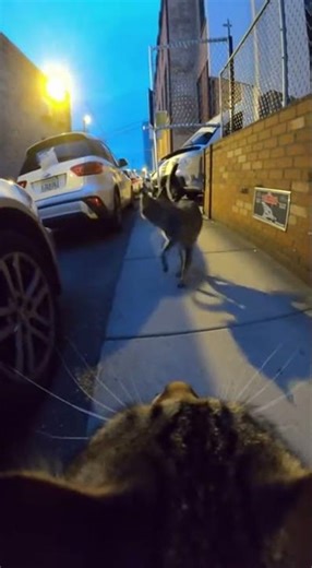 “Cat Gang vs Coyote: The Most Absurd Alley Showdown Ever Caught on Camera!