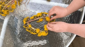 Why dandelions spread and what to do with them