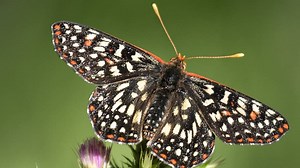 A Beautiful World: When the last butterfly flaps its wings