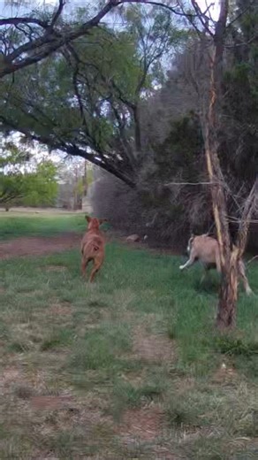 2 Crazy Dogs on Ring Camera