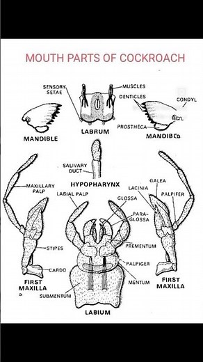 mouth parts of cockroach#entomology #insects #education #viral #shortsyoutube