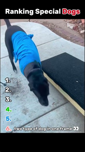 Ranking Special Dogs 😂