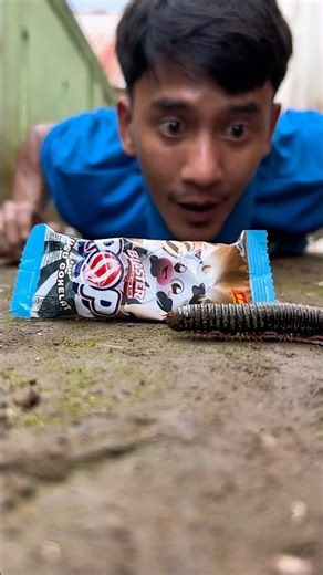 That’s interesting, once this lollipop is here the centipede won’t resist coming out#shortvideo