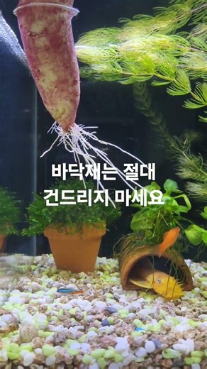 Never touch the substrate #fish tank cleaning #fish tank maintenance #water change #small fish ta...