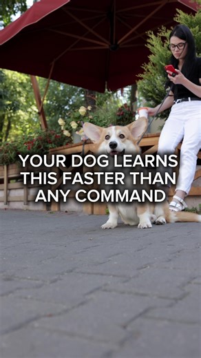 Eye contact = control. Start here.#dogfacts #DogBehavior #dogtok #dogtips #Shorts