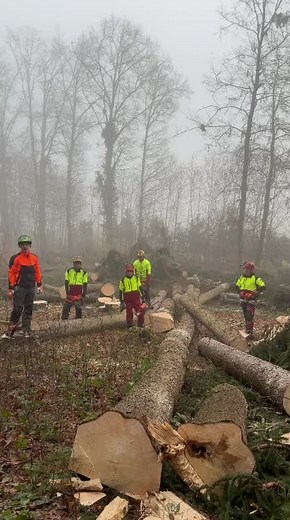 Forstwirtschaft und Motorsägen im Wald
