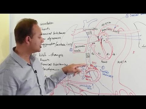 Fetal Circulation - Embryology