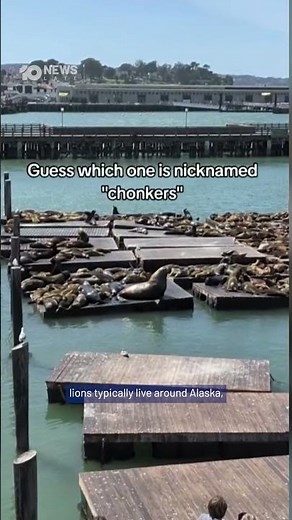 Sea Lion Named 'Chonkers' Goes Viral | 10 News