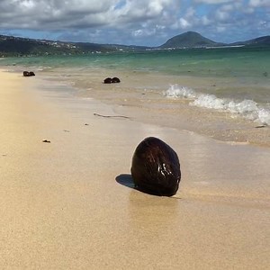 Current mood: coconut drift 🌴 | Hilton Waikiki Beach Resort & Spa