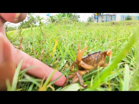Catching Mud Crabs with Simple Homemade Traps