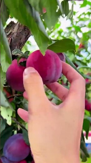 plucking ripe red plums from green tree branches in a sunny orchard during harvest season