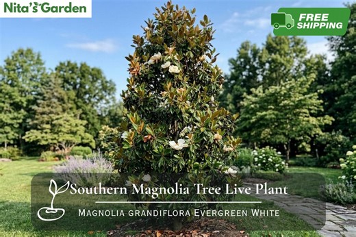 Southern Magnolia Tree Live Plant: Evergreen Fragrant White Flower (magnolia Grandiflora) - Etsy