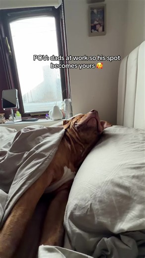 “Thanks dad” 😂#XLBULLY #fyp #justiceforxlbullys #DogLovers #dogmom | Dog Sleeping