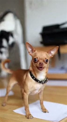 Tiny Dog Attacks the Copy Machine… What Happens Next Is Hilarious! #funny #pets #petsunited