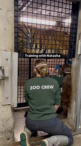 Natasha the Amur tiger is making great progress as she learns ultrasound procedures with Alaska Zoo staff. Natasha had a tumor on her ovary which resulted in her being spayed at the Sedgwick County Zoo - zookeepers there worked to train her for routine ultrasounds to ensure that no regrowth was found. Although our dens have a slightly different layout, Natasha and her Alaska zookeepers have navigated the changes to continue this crucial health care monitoring. In this video, one zookeeper is giv