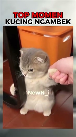 This cat's behavior will make you laugh 😆!! #shorts #fypindonesia #funny #funnyvideo #funny