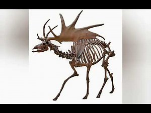 Irish elk reconstruction sounds