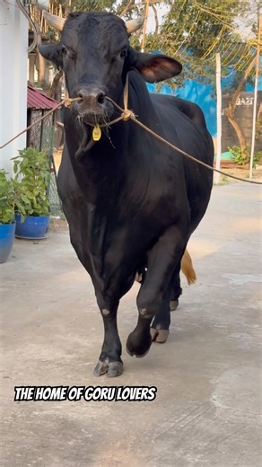 Massive Black Bull with Extreme Height 😳 | Unreal Size!