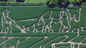 'World's largest corn maze' in Illinois unveils 2024 theme