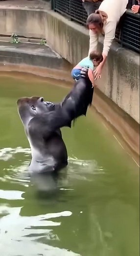 Gorilla Saves Baby: Incredible Rescue Caught on Camera