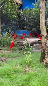 Amazing bird garden | Feel the Birds