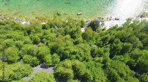 Crystal clear lake water and green forest coast, aerial view