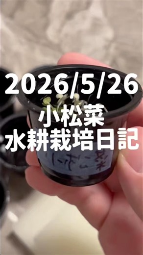 2026/5/26小松菜水耕栽培日記