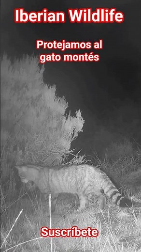 Protejamos al gato montés de la extinción. Gato montés ronda bajo la tormenta en busca de alimento.