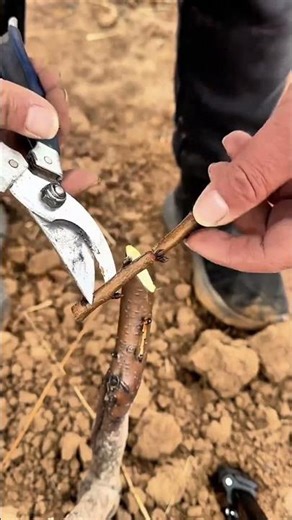 Scion branch cut with pruning shears for grafting