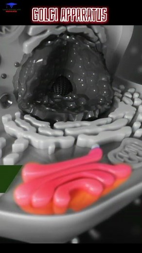 The golgi apparatus Biological short video. #shorts #golgibody