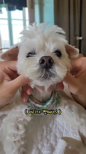 2026.06.03-19살/ 새로운 헤어 스타일의 댕댕이
