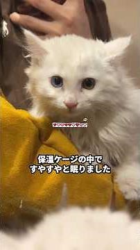 屋根の上で震えていた子猫が『うちの子』になった #保護猫 #子猫 #野良猫 #猫癒し #猫のいる生活